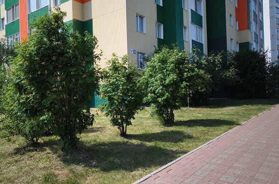 Приступили к покосу травы