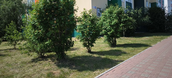 Приступили к покосу травы